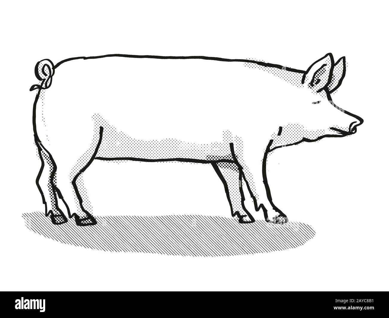 Large White Pig Breed Cartoon Retro Drawing Stock Photo Alamy
