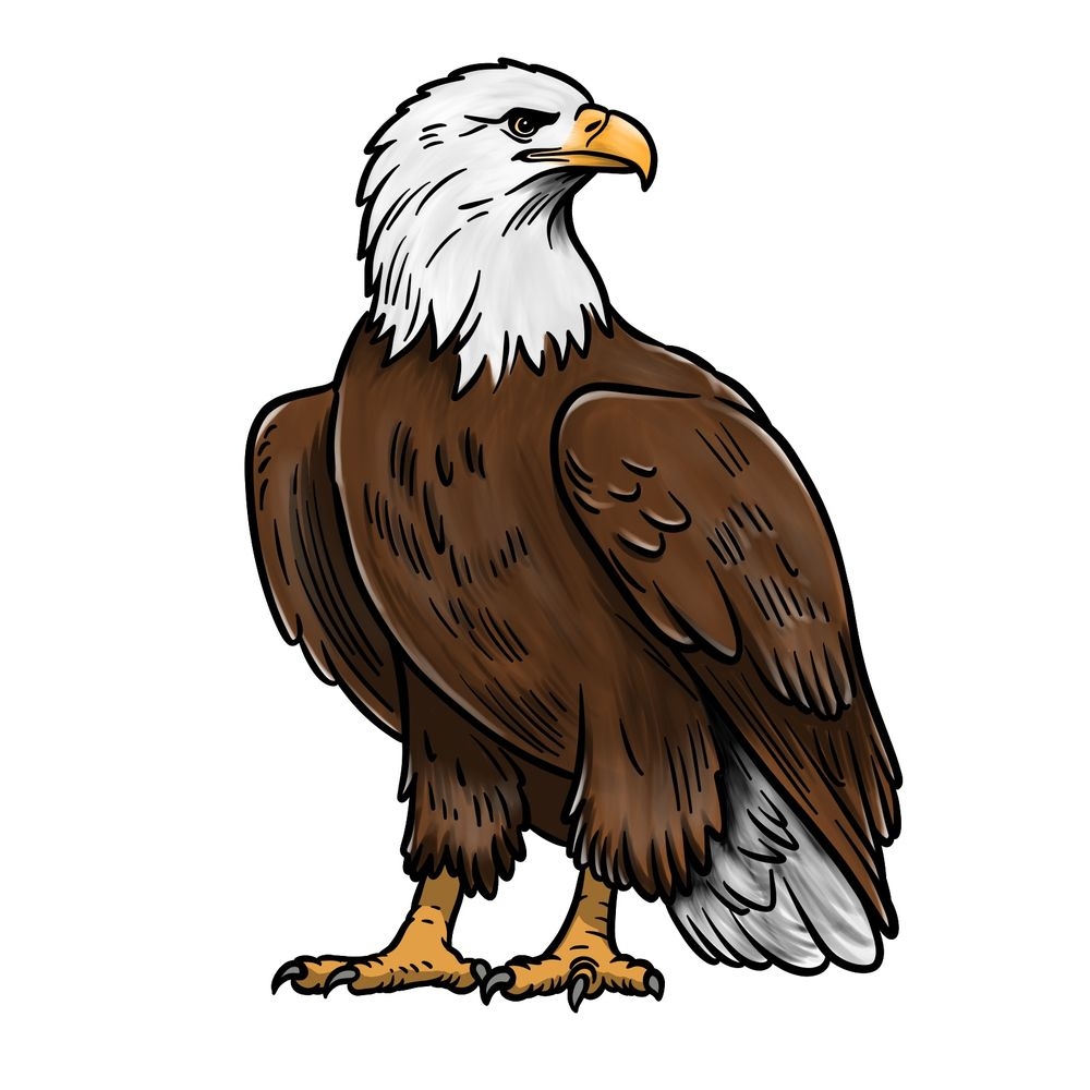 Learn How To Draw A Bald Eagle Full Body In Easy Steps