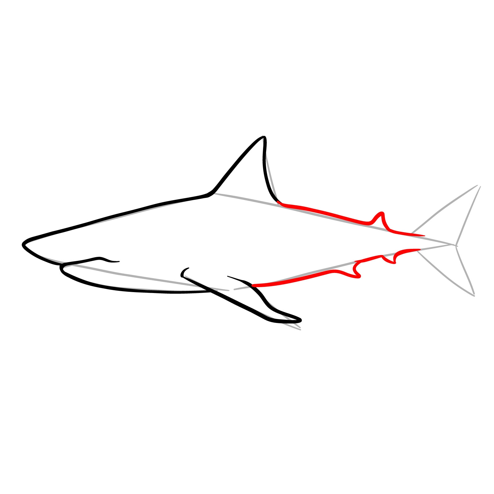 Learn How To Draw A Shark Detailed Drawing Guide