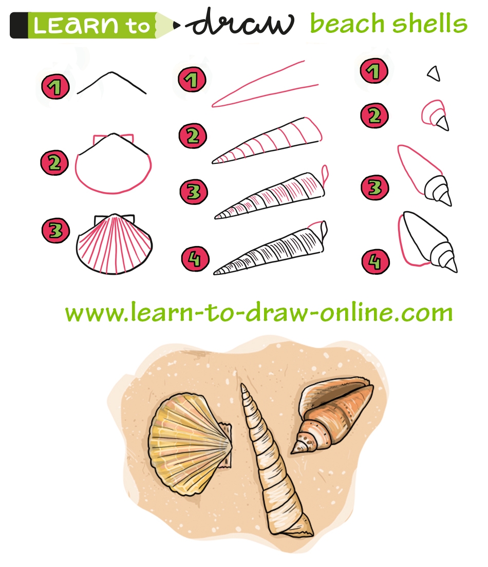 Learn How To Draw Seashells Learn To Draw Online