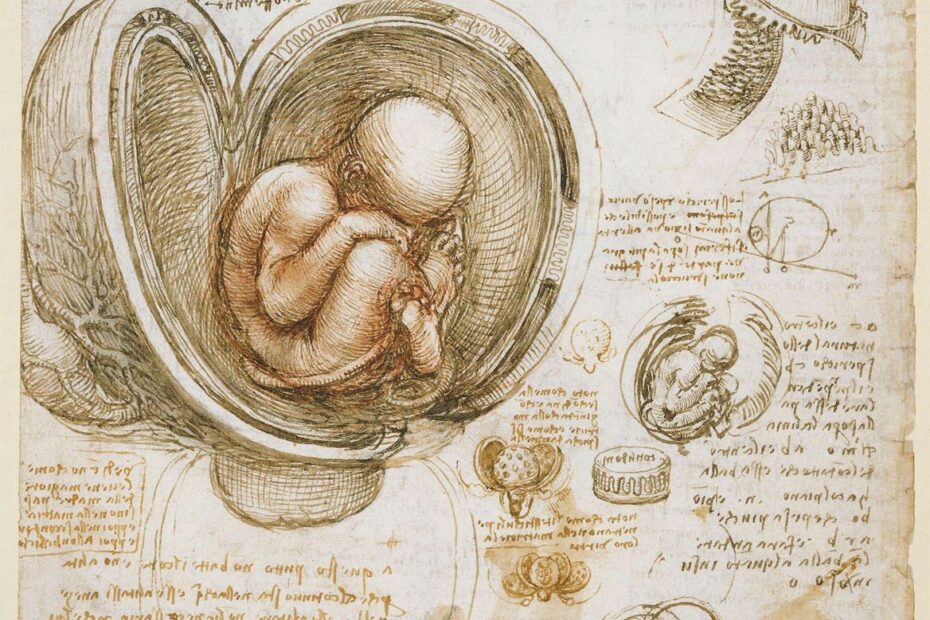 Leonardo Da Vinci Anatomy Art Science Britannica