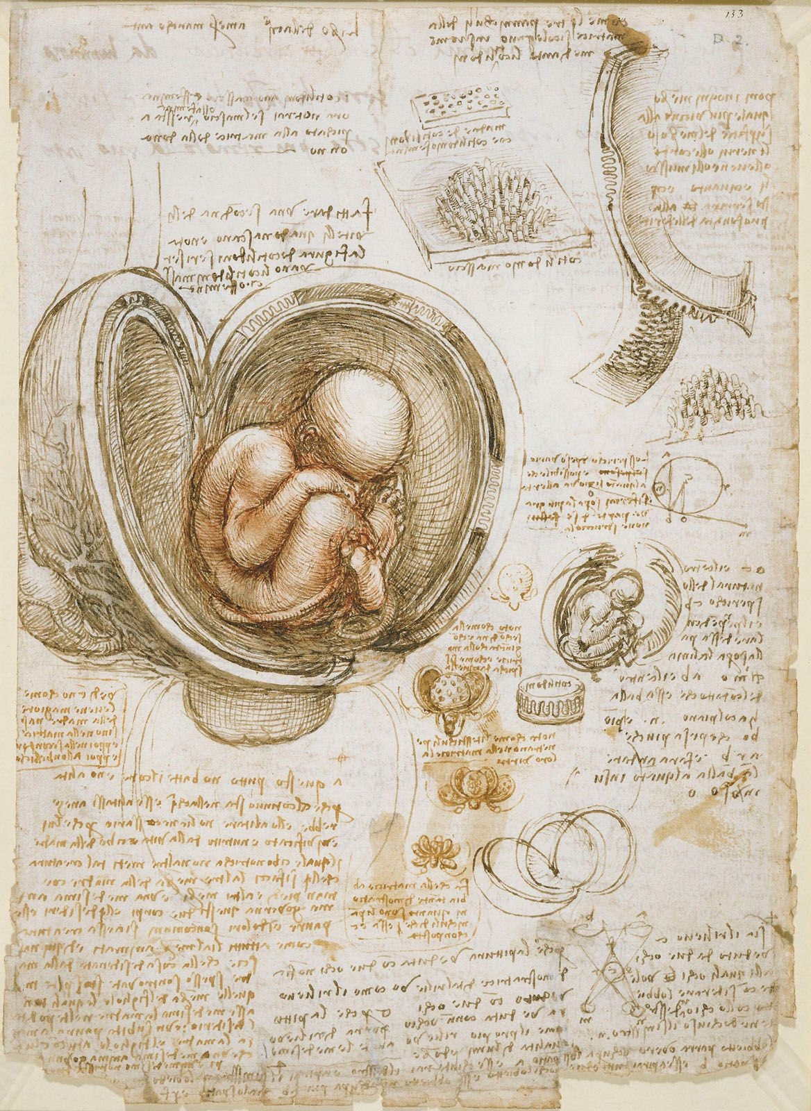 Leonardo Da Vinci Anatomy Art Science Britannica