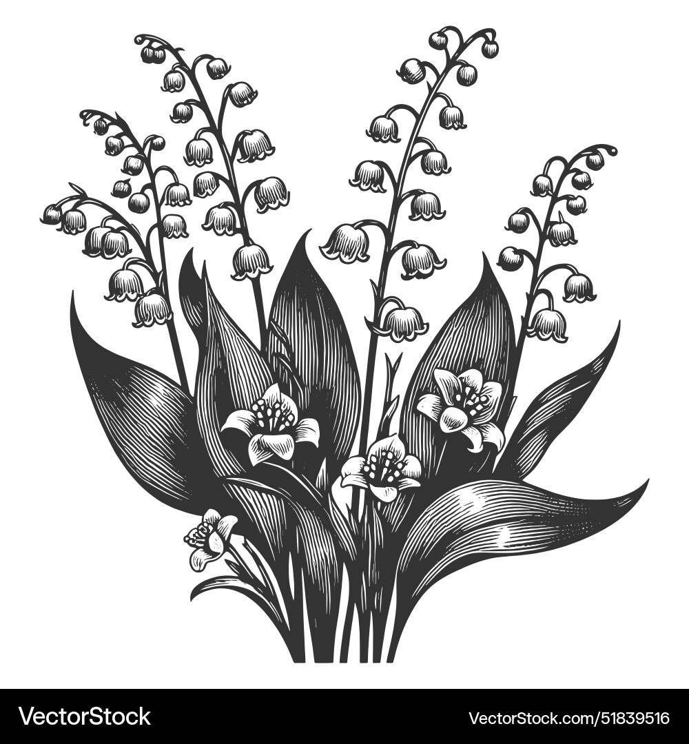 draw bouquet lily of the valley