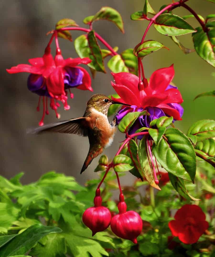 plants that draw hummingbirds