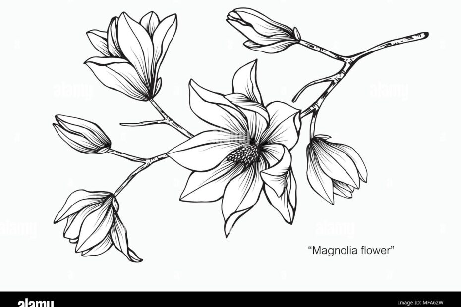 Magnolia Flower Drawing Illustration Black And White With Line Art On White Backgrounds Stock Vector Image U0026 Art Alamy