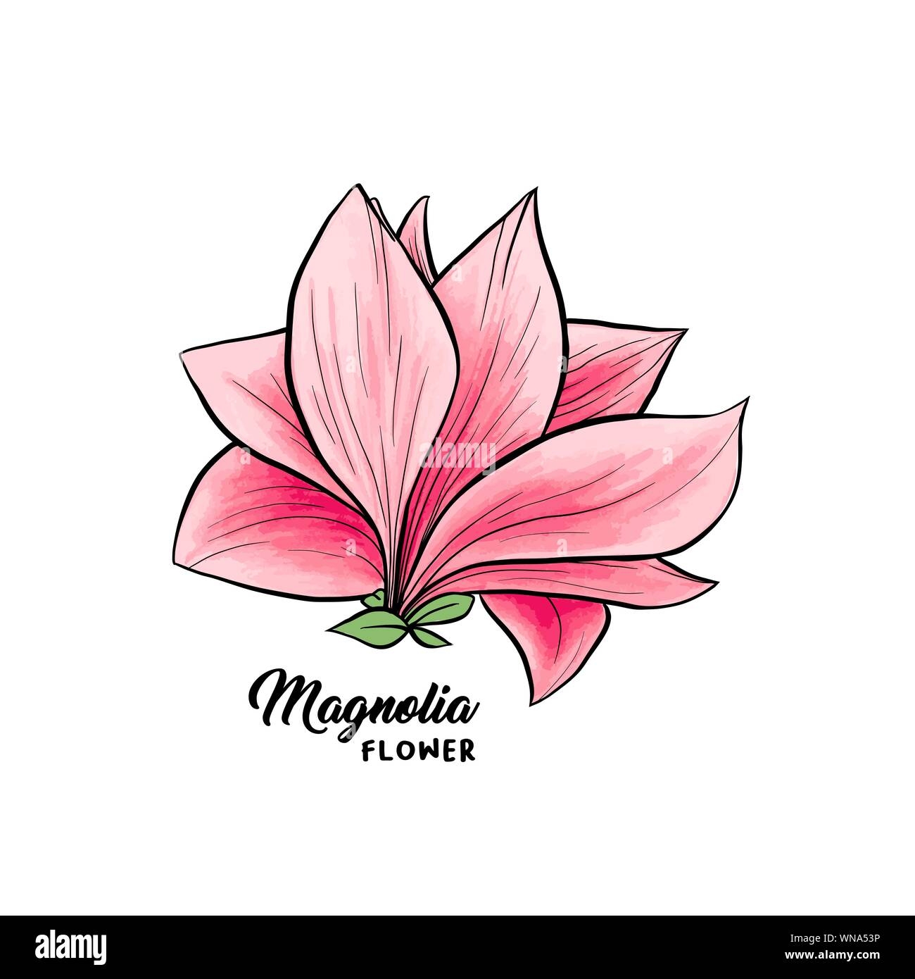 Magnolia Flower In Blossom Beautiful Home Decor And Interior Design Isolated Illustration Vector Pink Floral Sketch Drawing Spring Blossom Realistic Clipart Wildflower Pencil Texture Stock Vector Image U0026 Art Alamy
