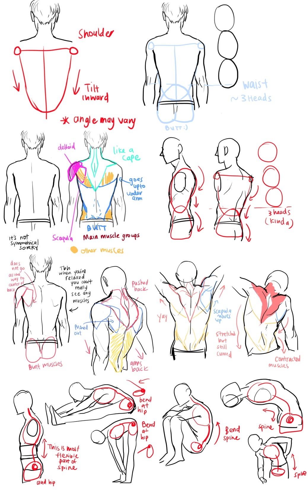 Male Back Torso Drawing Reference And Sketches For Artists