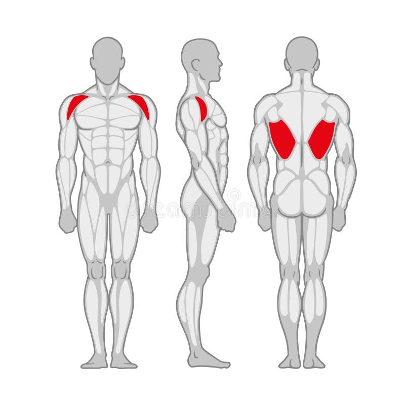 Male Muscular Anatomy Side View Stock Illustrations 78 Male Muscular Anatomy Side View Stock Illustrations Vectors U0026 Clipart Dreamstime
