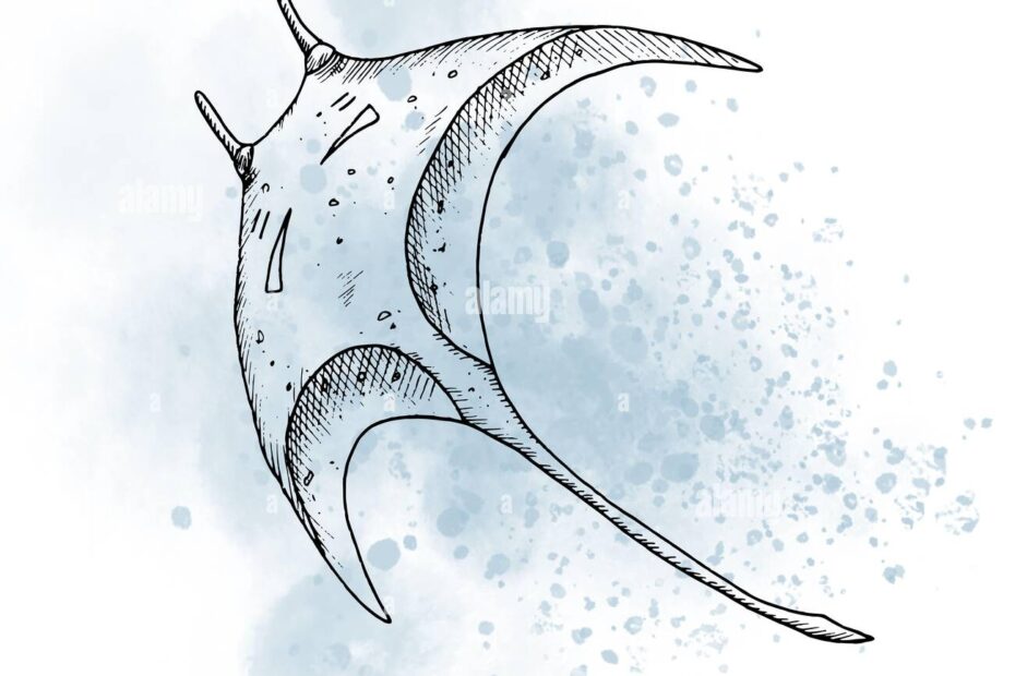 Manta Ray With Watercolor Spot Drawing Of Stingray In Outline Style Painted By Black Inks On Isolated Background Line Art Of Underwater Animal Sketch Of Marine Wild Life For Icon Or Logo