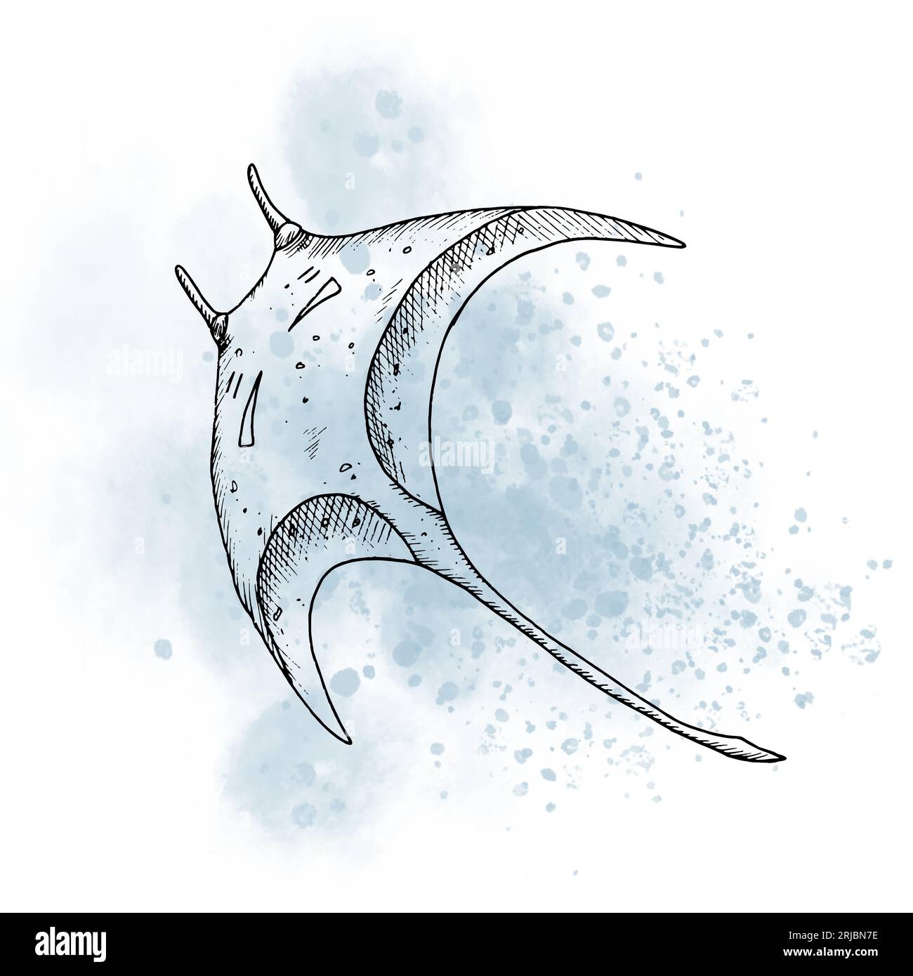 Manta Ray With Watercolor Spot Drawing Of Stingray In Outline Style Painted By Black Inks On Isolated Background Line Art Of Underwater Animal Sketch Of Marine Wild Life For Icon Or Logo