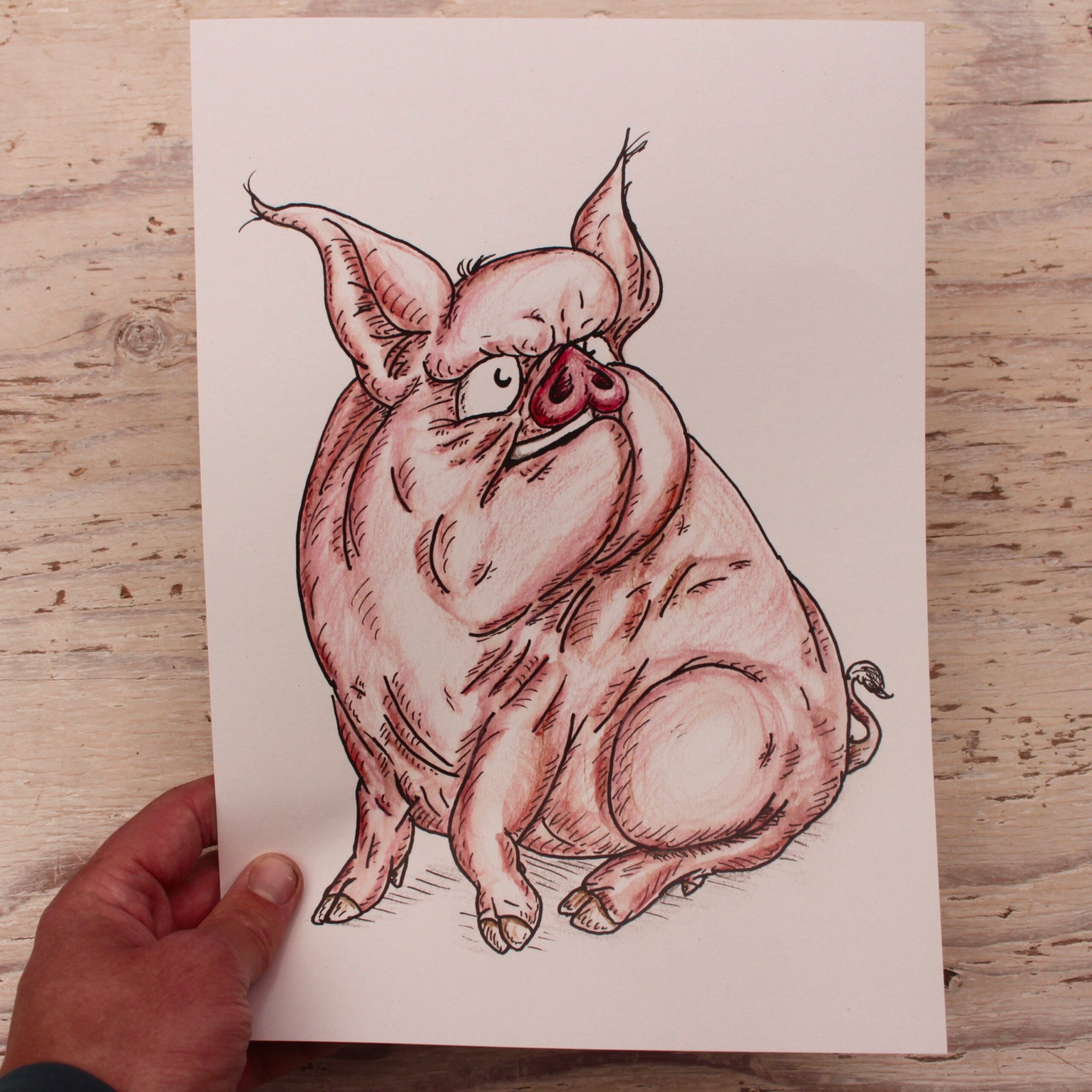 Middle White Pig British Pig Breed Art Print 100 Recycled Paper 