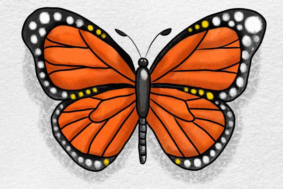 Monarch Butterfly Drawing HelloArtsy