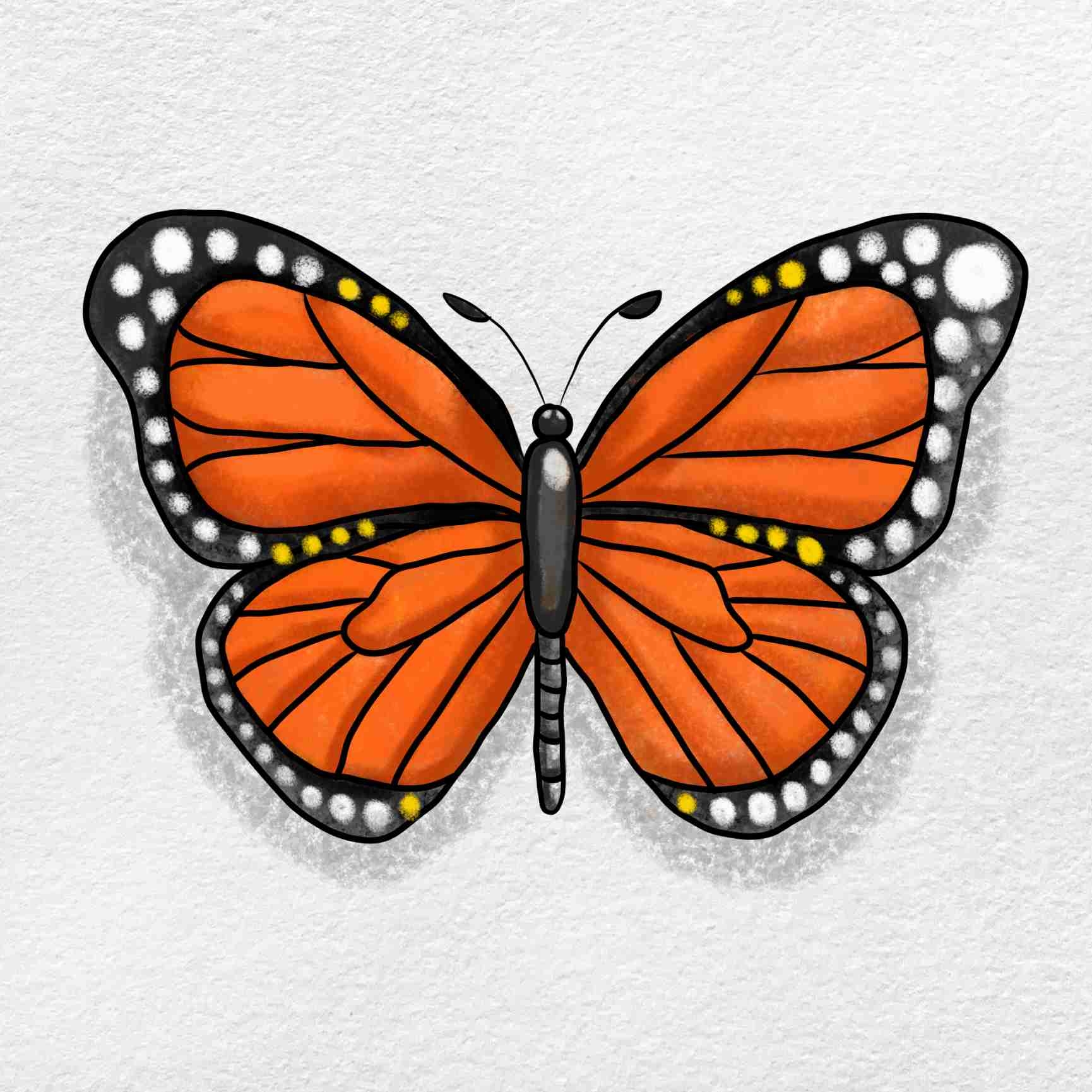 Monarch Butterfly Drawing HelloArtsy
