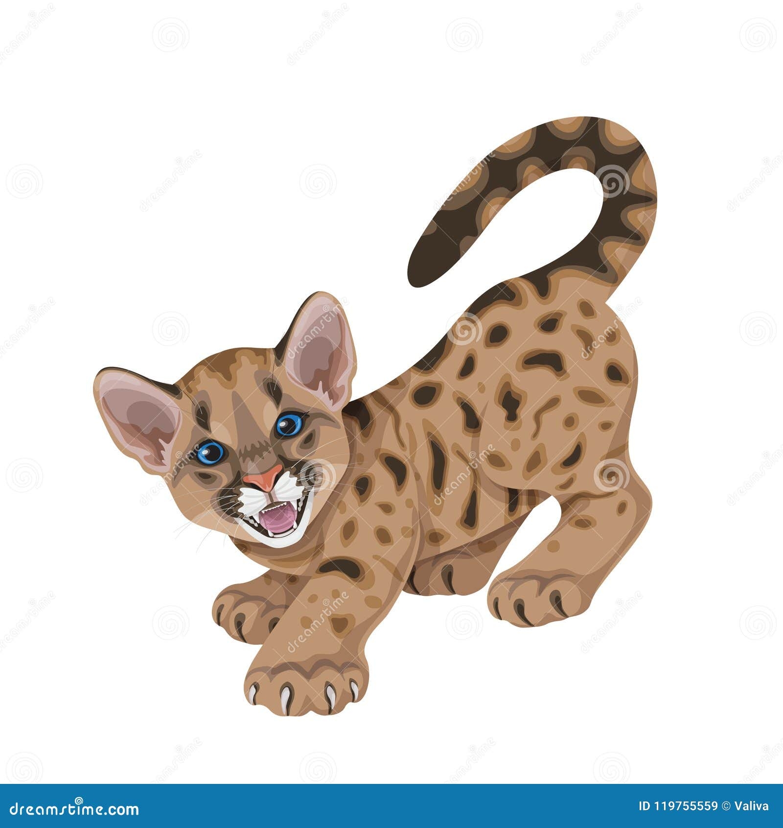 mountain lion drawing