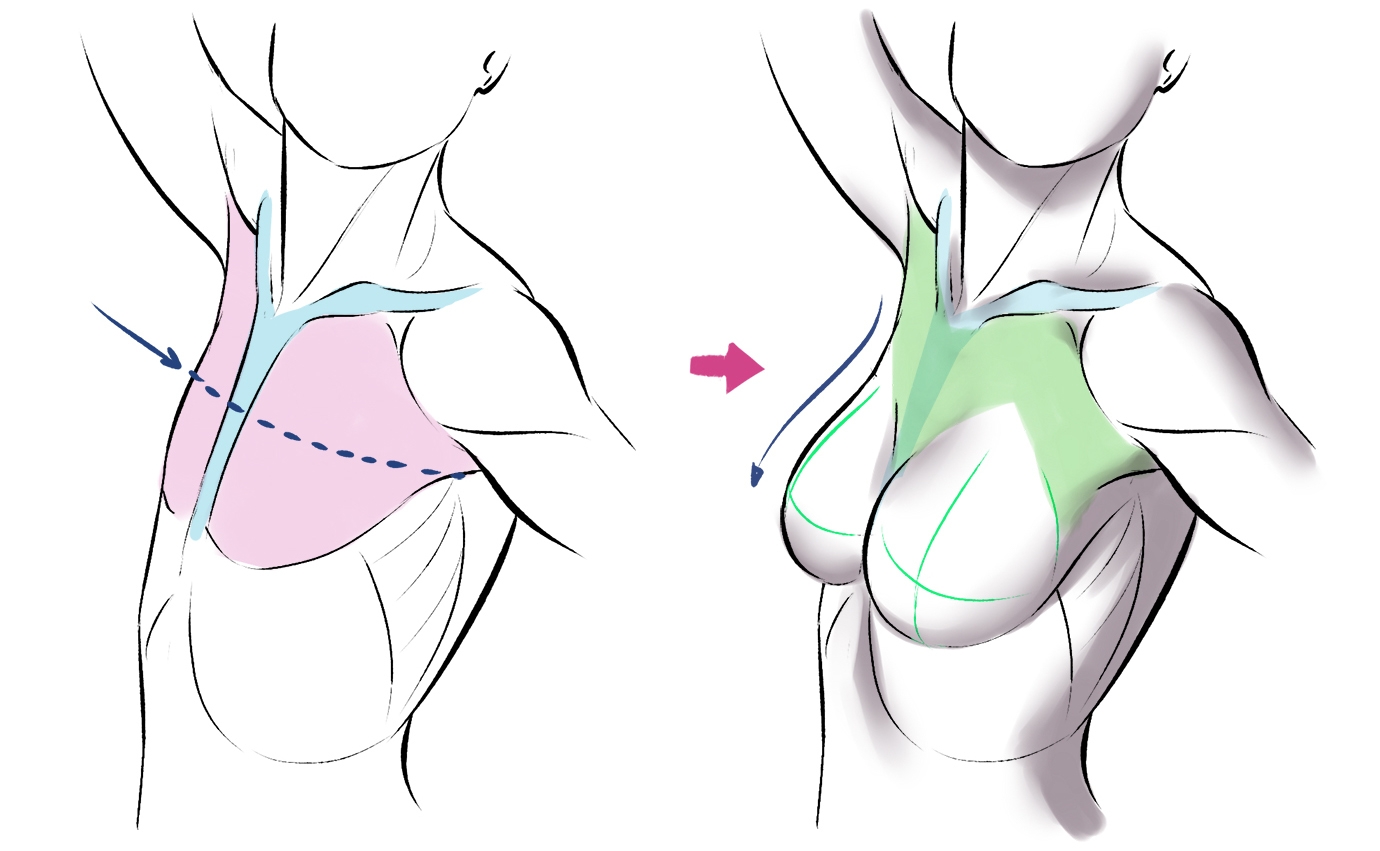 Muscles Of The Human Body Art Rocket