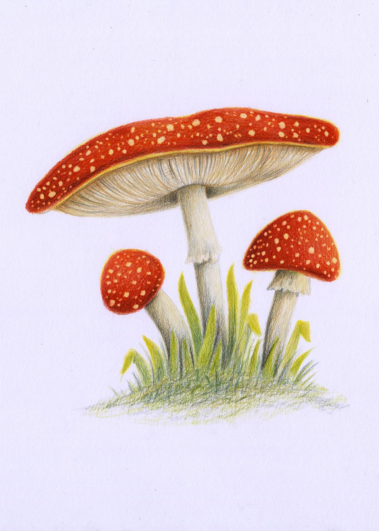 mush room drawings