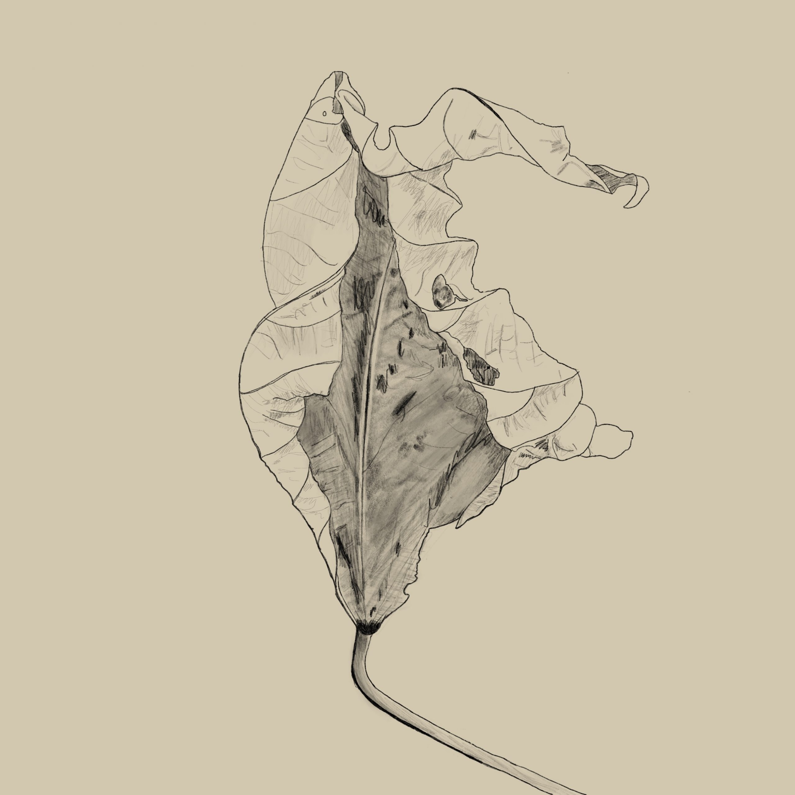 Nature Illustrations Urbankraf