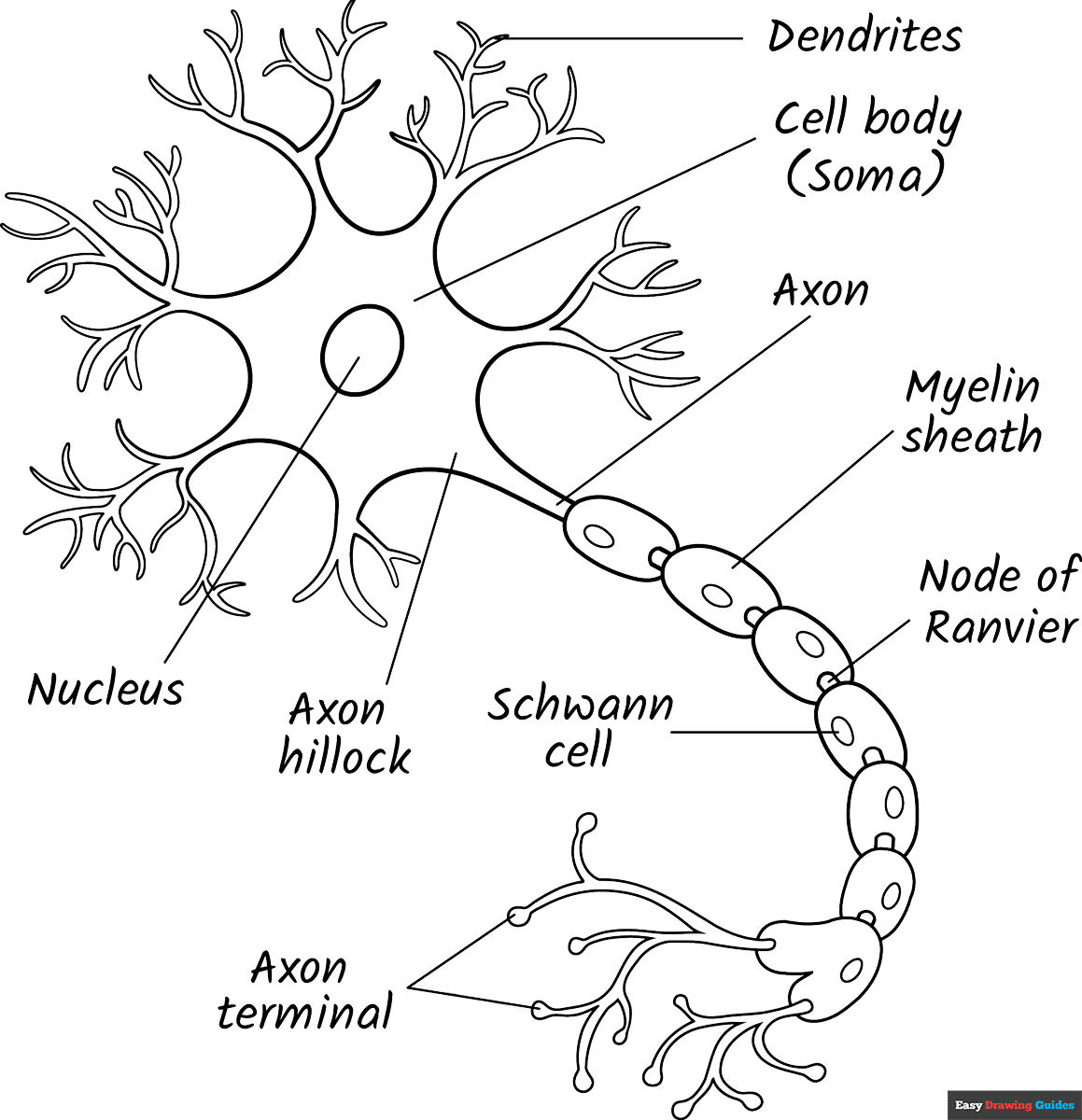 Neuron Diagram Coloring Page Easy Drawing Guides