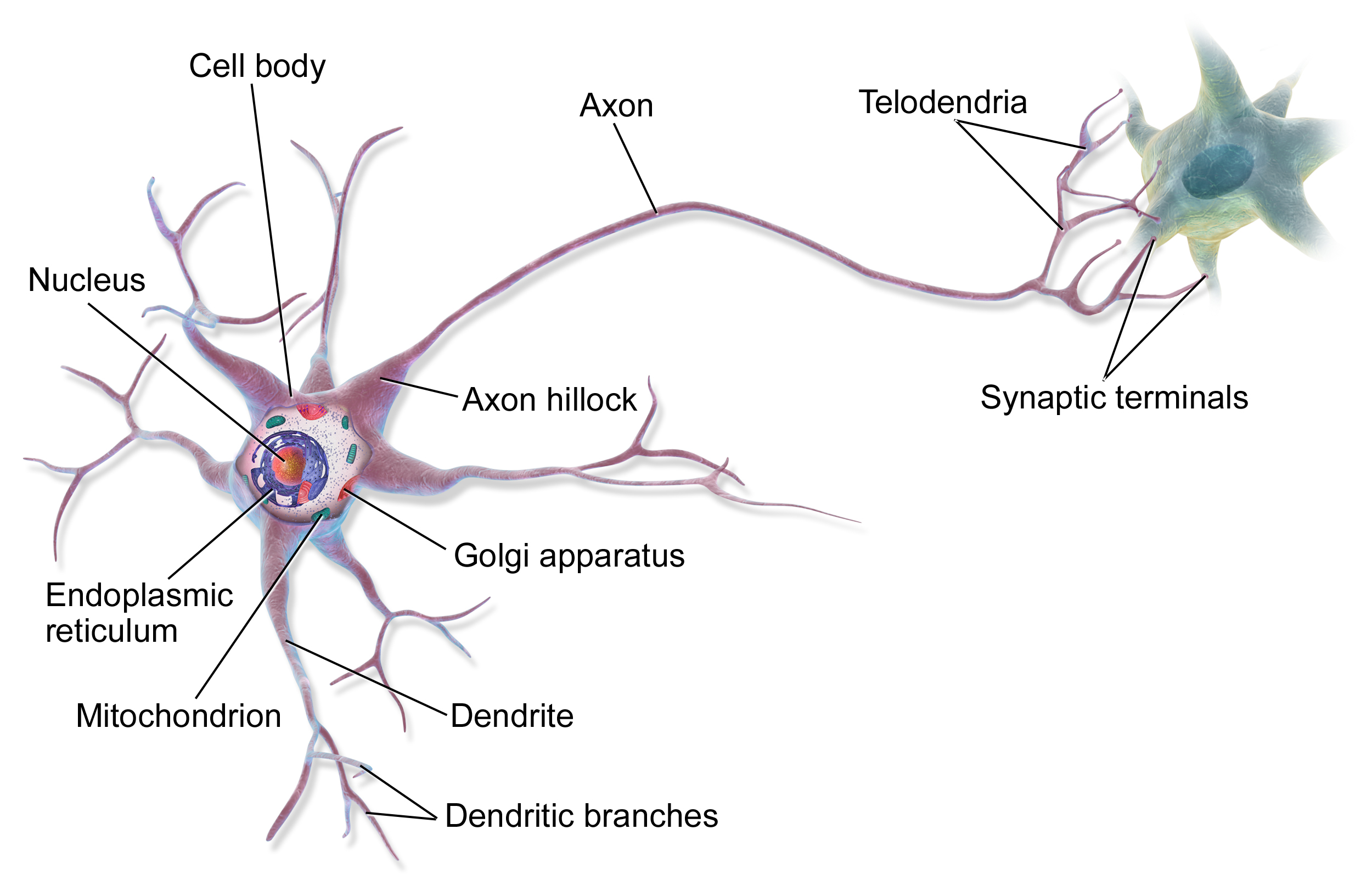 Neuron Wikipedia