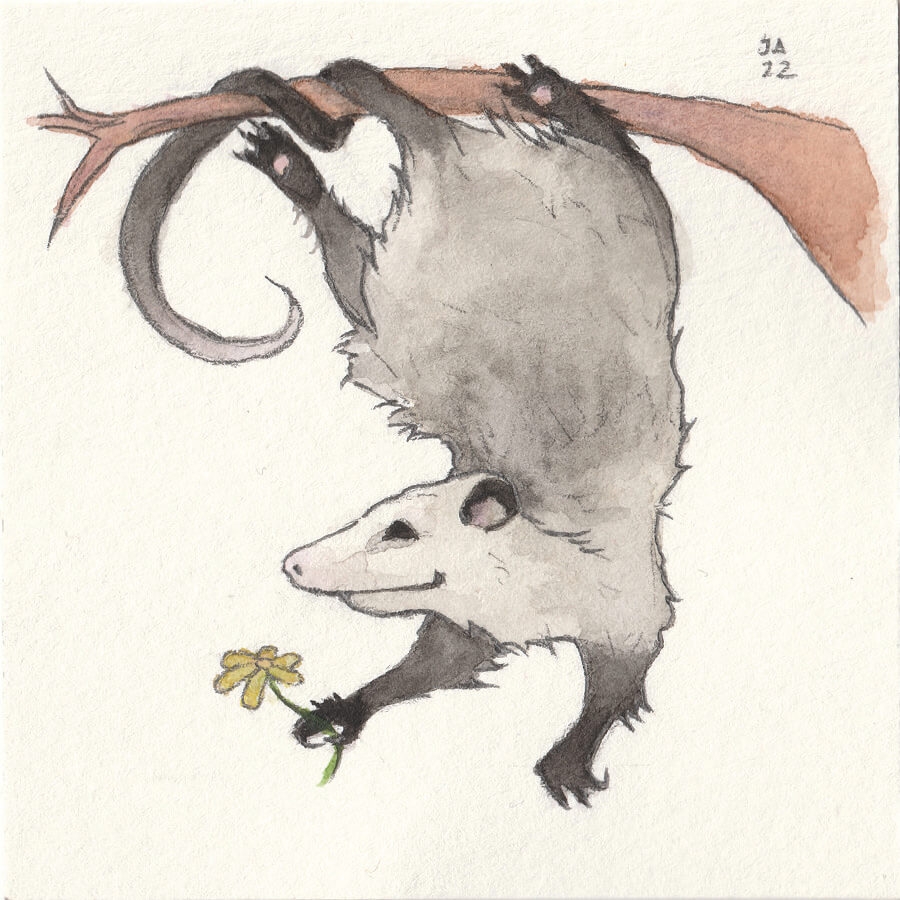 opossum drawing