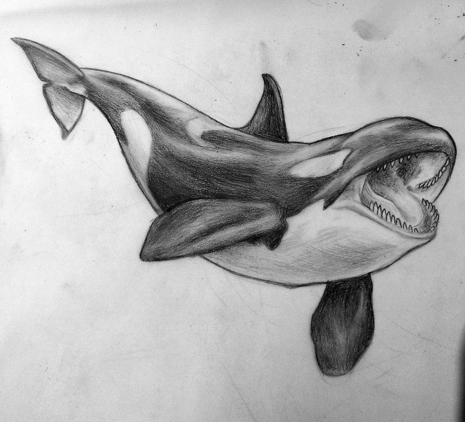 Orca Pinterest Board 47 Ideas From 