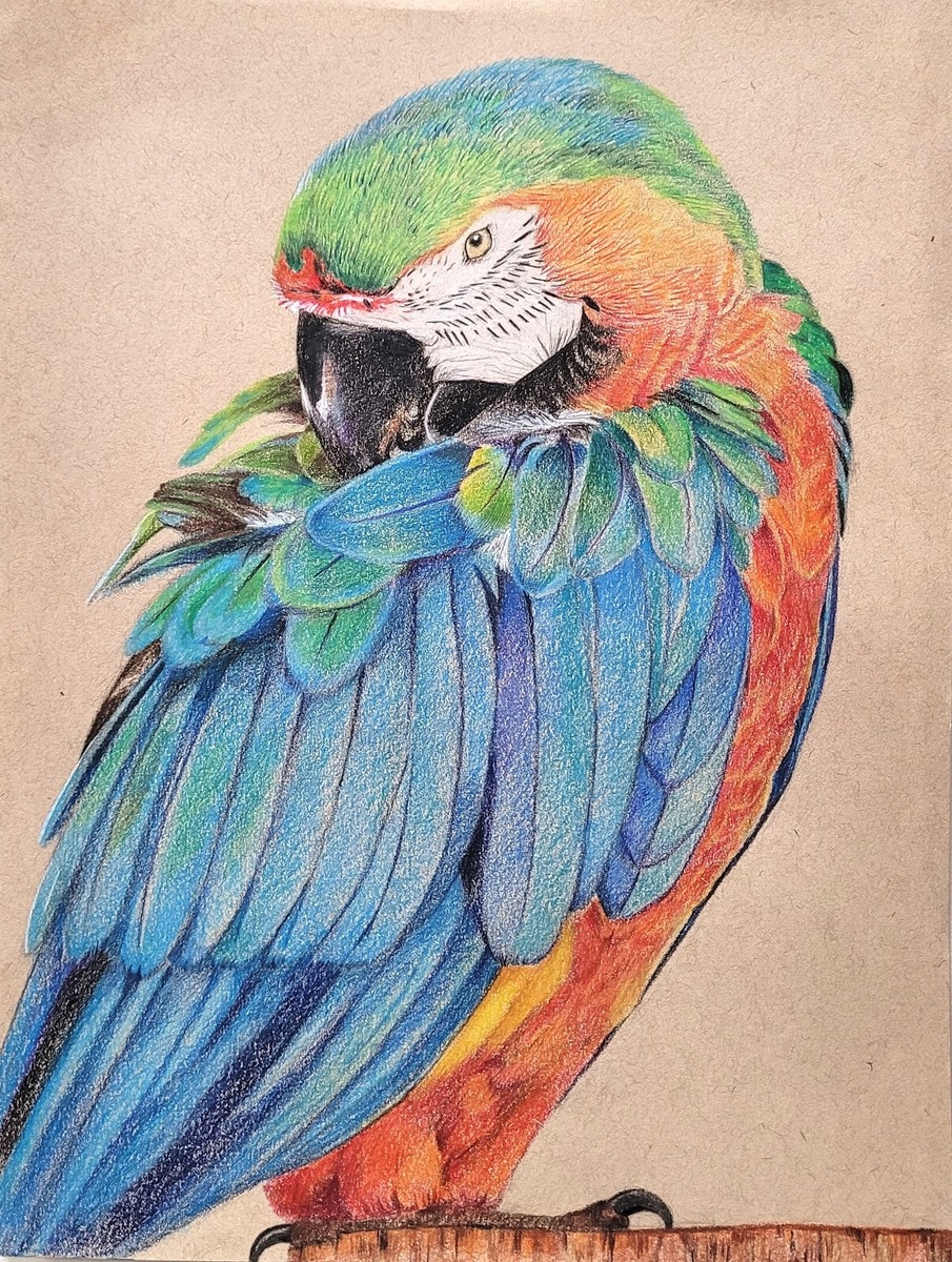 colored pencil drawing