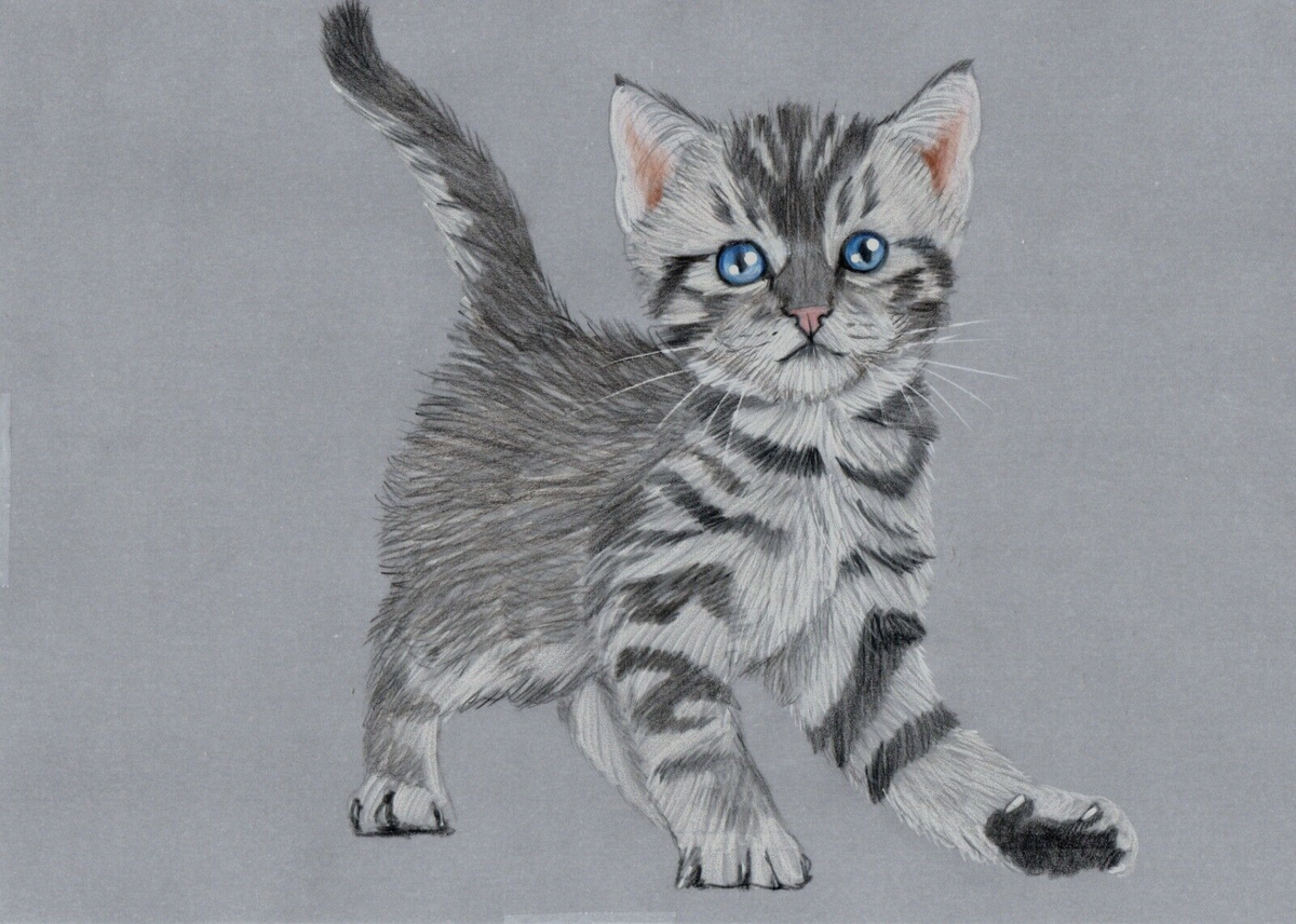 kitten cat drawing