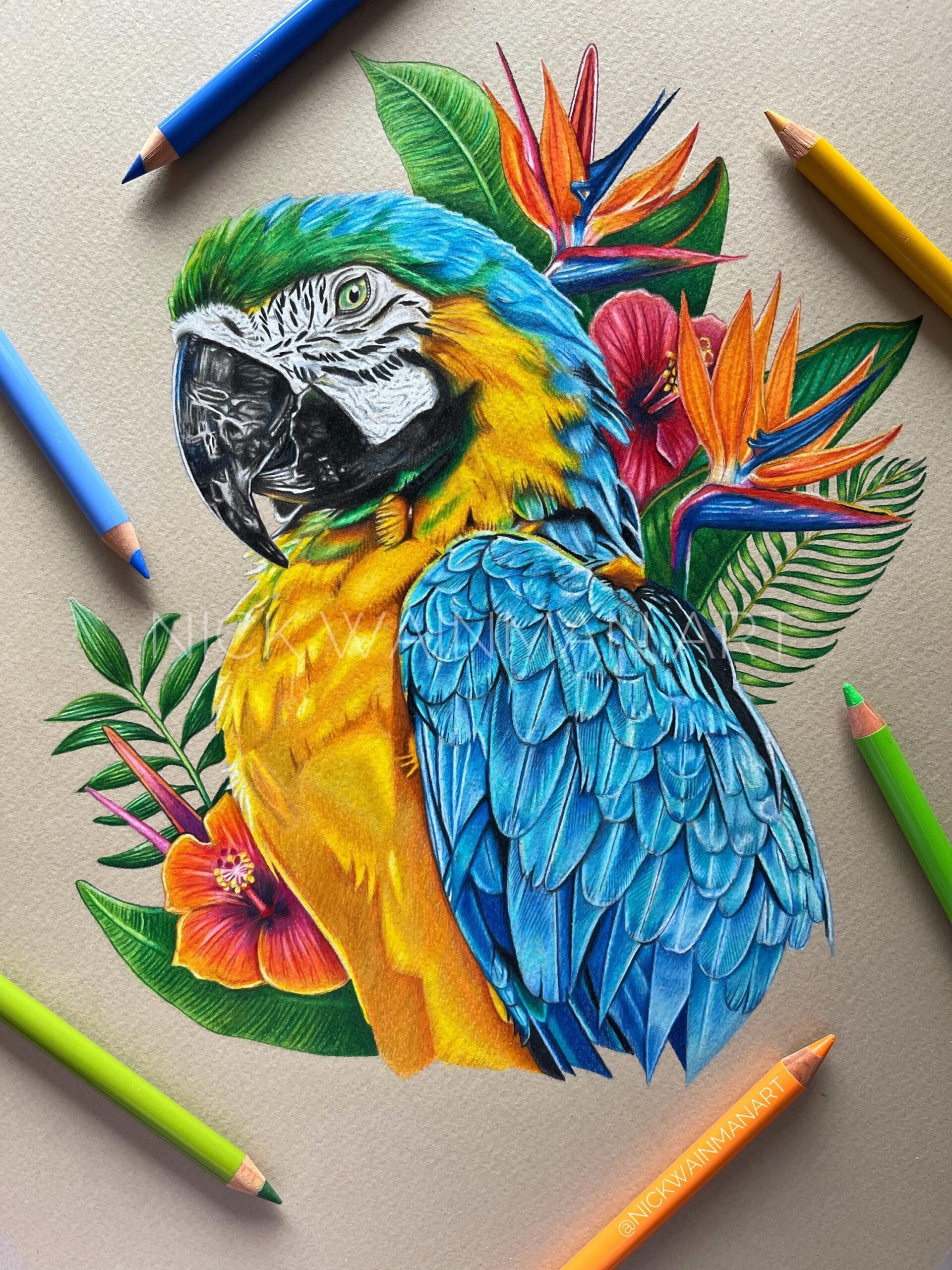 Original Drawing Blue And Yellow Macaw Original Art Macaw Artwork Parrot Decor Bird Art Pencil Drawing Tropical Birds Etsy
