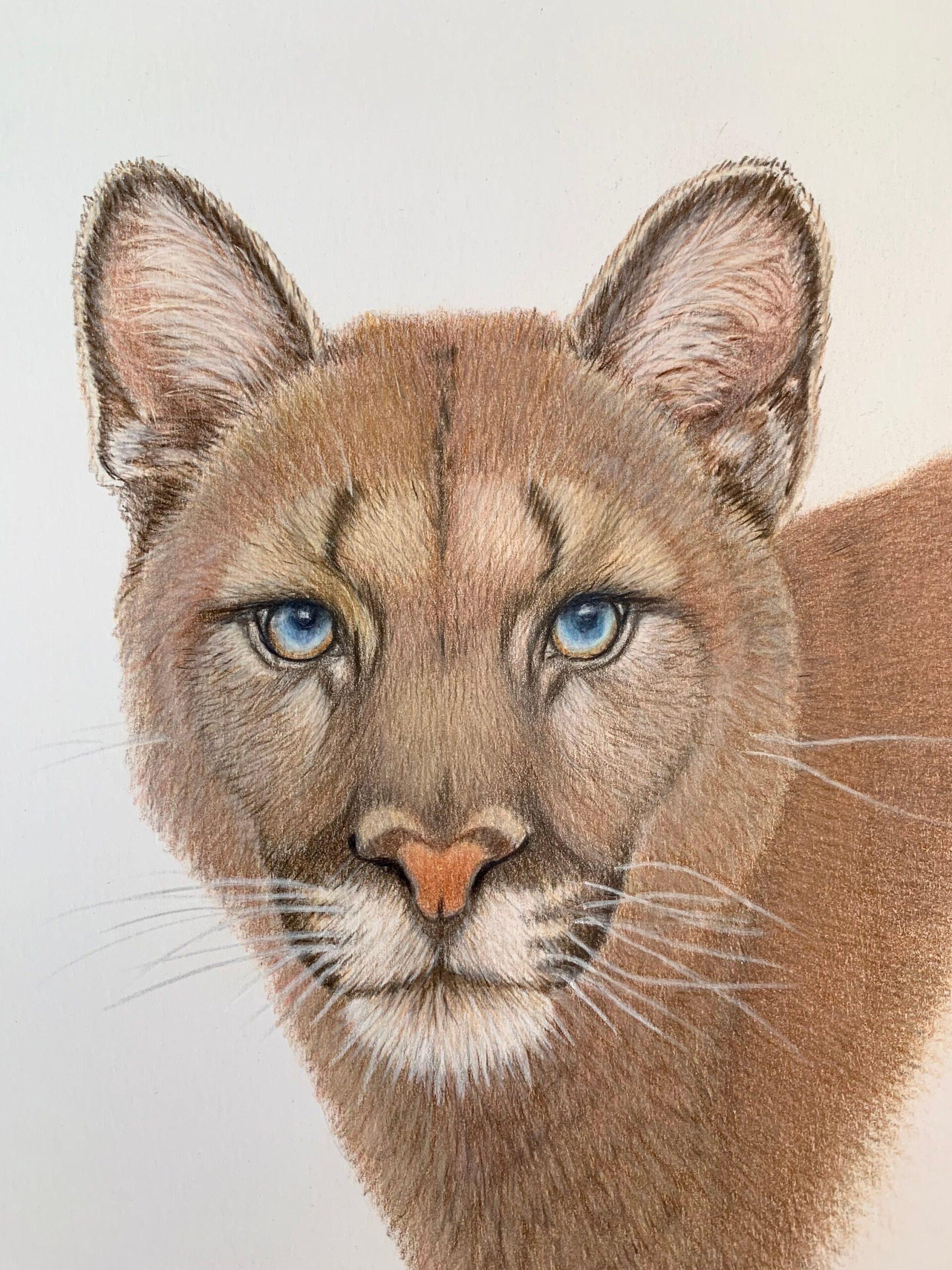 Original North American Cougar Portrait Coloured Pencil Drawing With A White Background 9x12 Inch Wall Decor Etsy