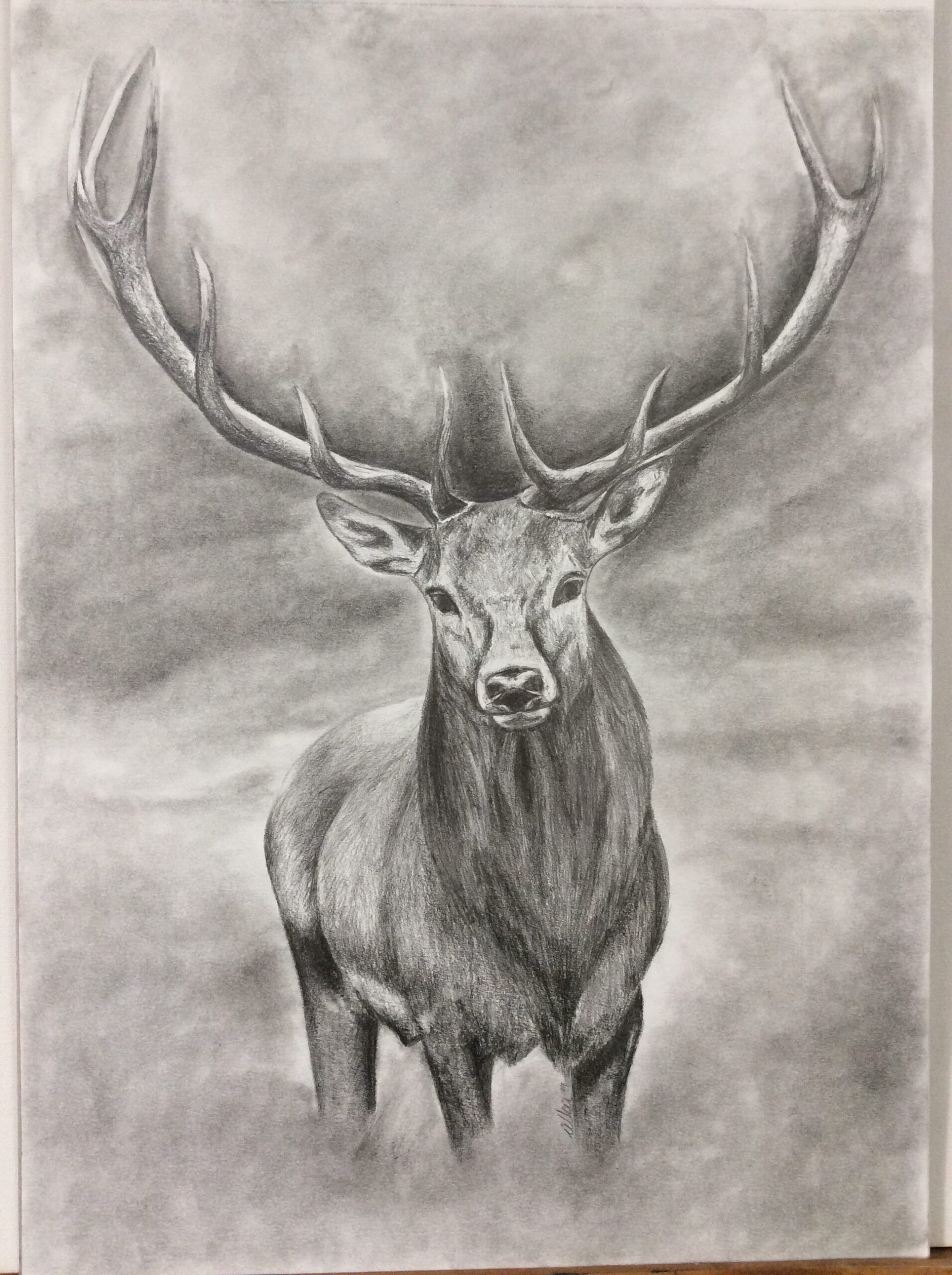 Original Realistic Deer Pencil Drawing Etsy
