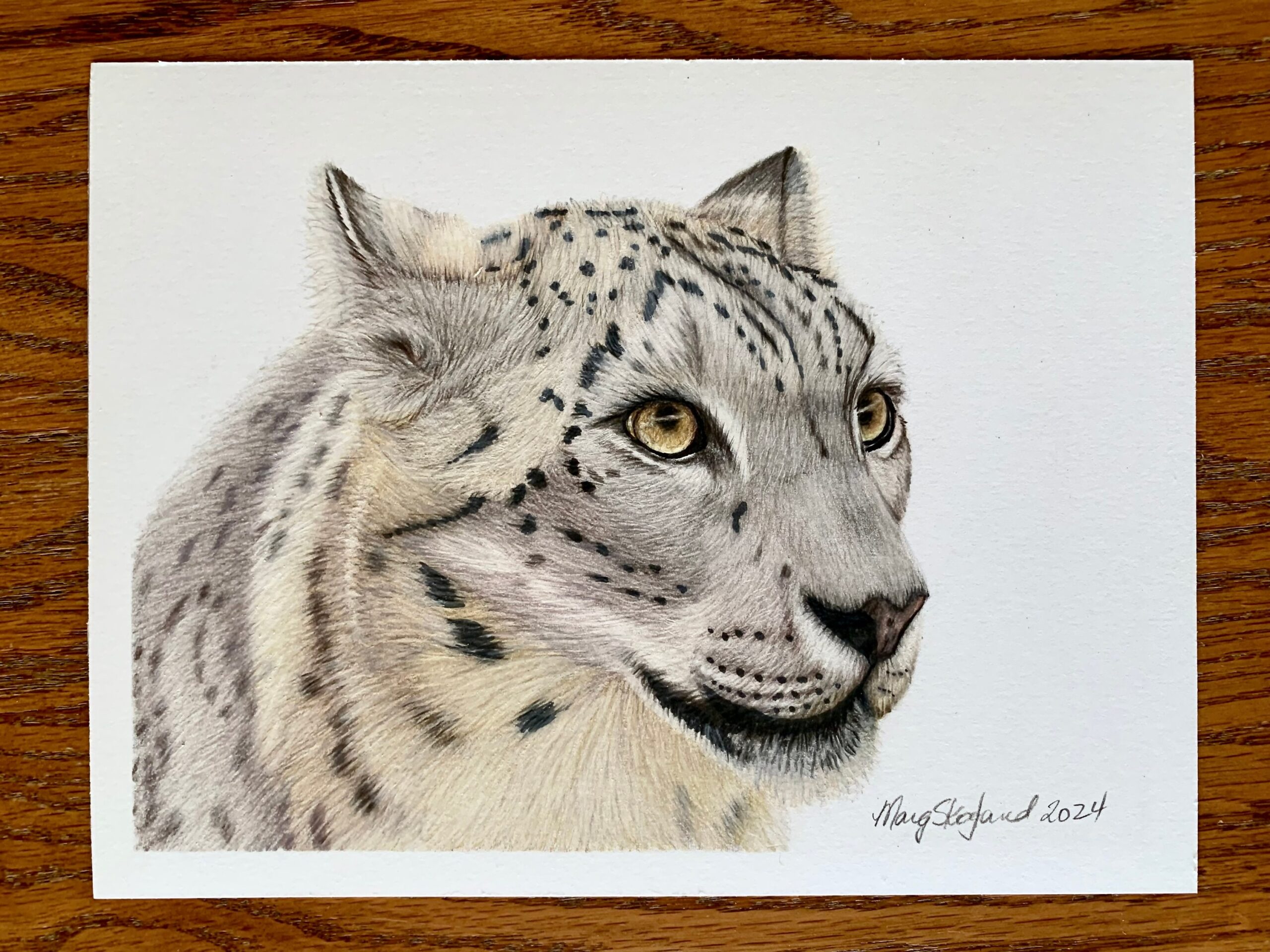 snow leopard drawing