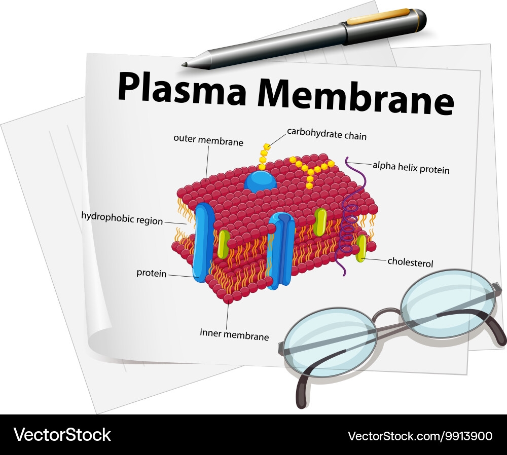 plasma membrane drawing