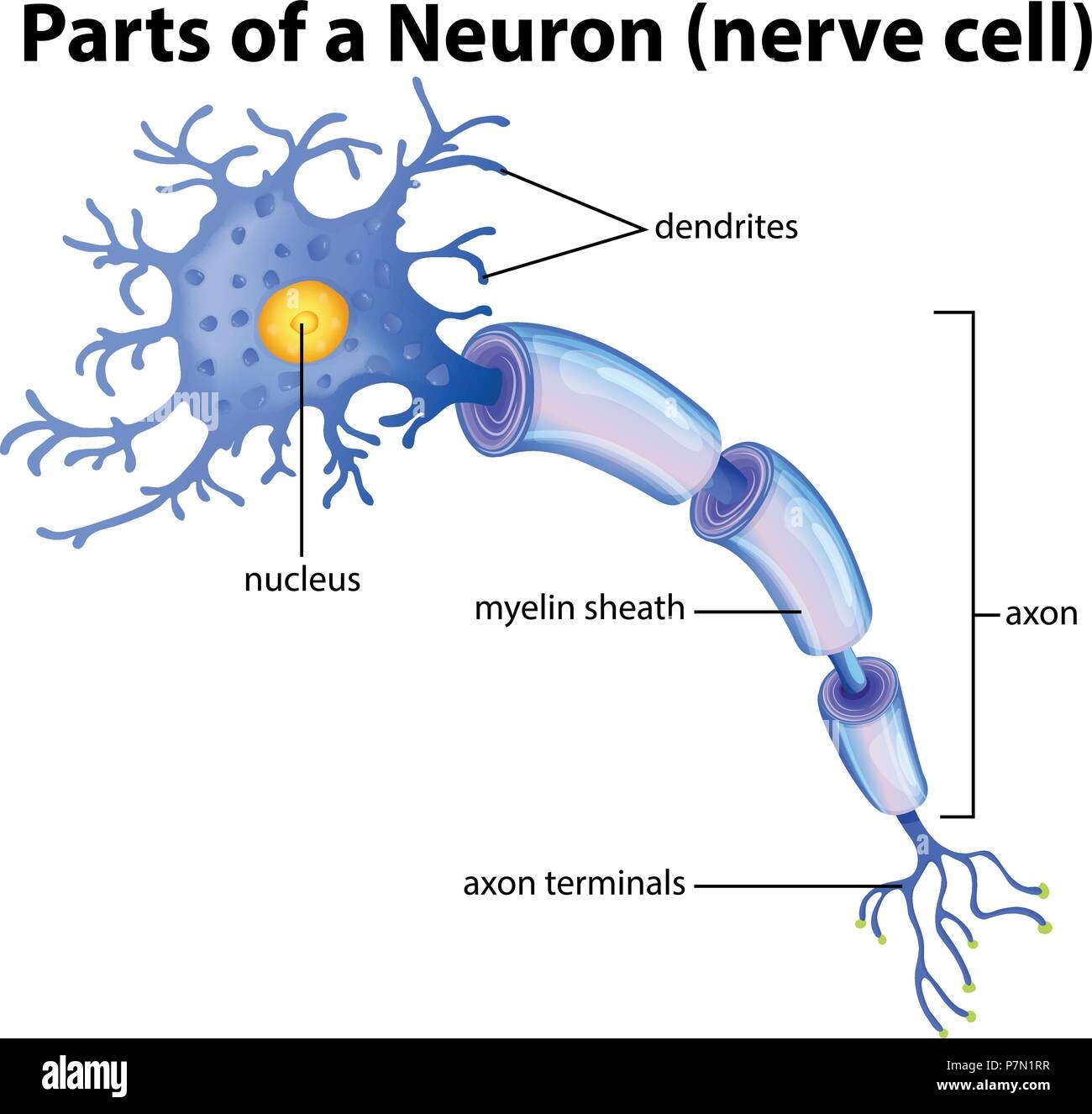 Part Of A Neuron Diagram Illustration Stock Vector Image U0026 Art Alamy