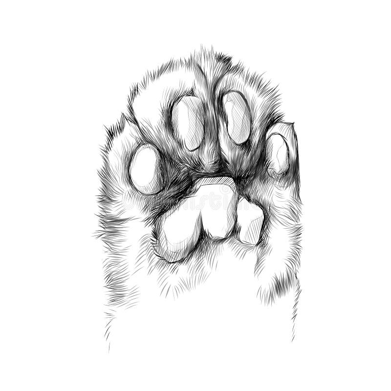Paw Sketch Stock Illustrations 30 270 Paw Sketch Stock Illustrations Vectors U0026 Clipart Dreamstime