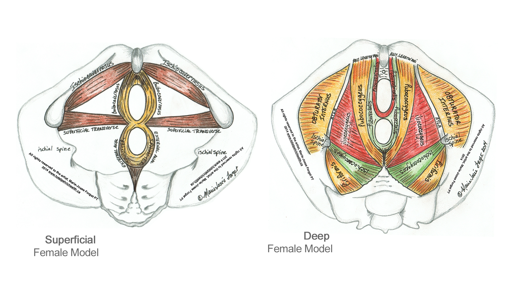 how to draw a vulva