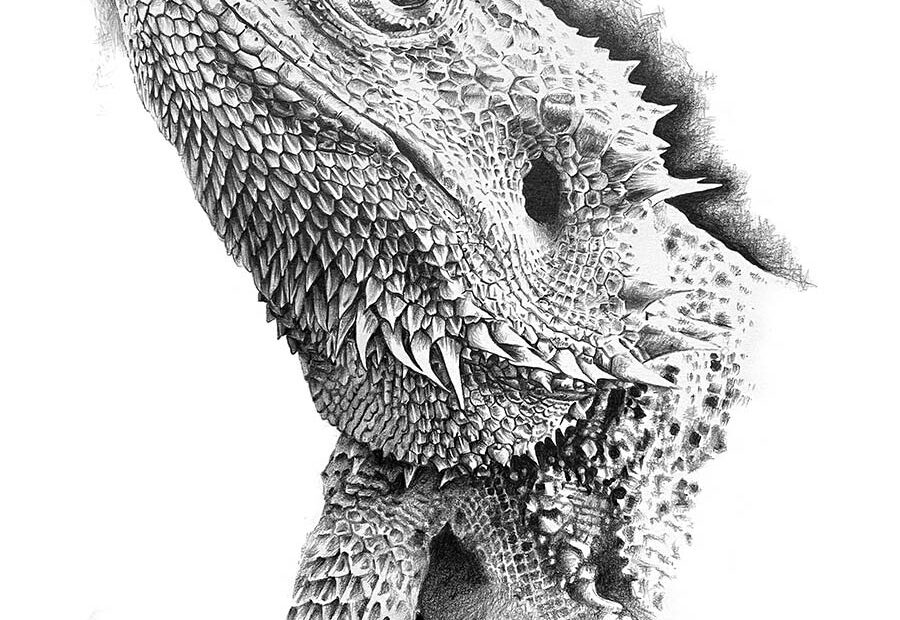 Pencil Drawing Of A Bearded Dragon Garry s Pencil Drawings