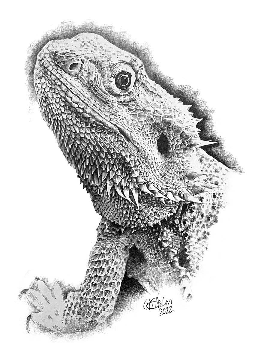 Pencil Drawing Of A Bearded Dragon Garry s Pencil Drawings
