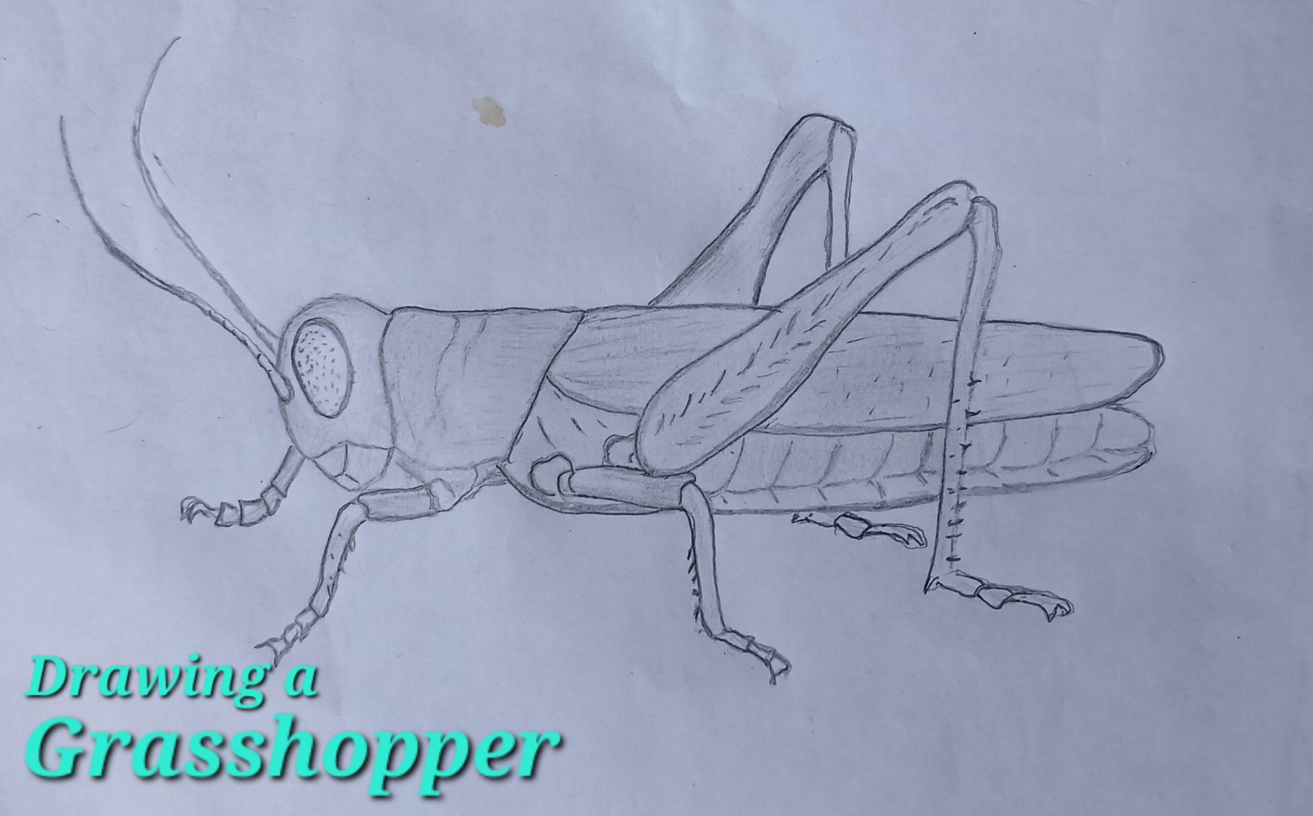 Pencil Drawing Of A Grasshopper Steemit