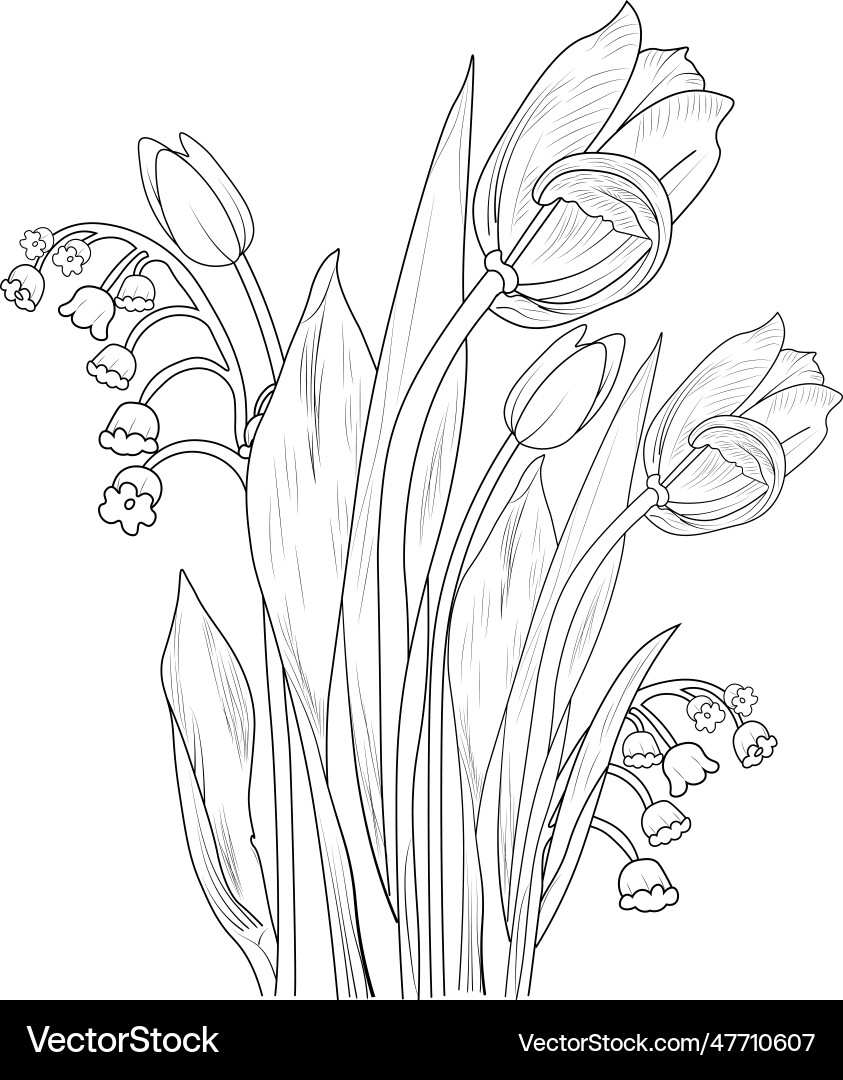 Pencil Realistic Tulip Drawing Tulips Royalty Free Vector