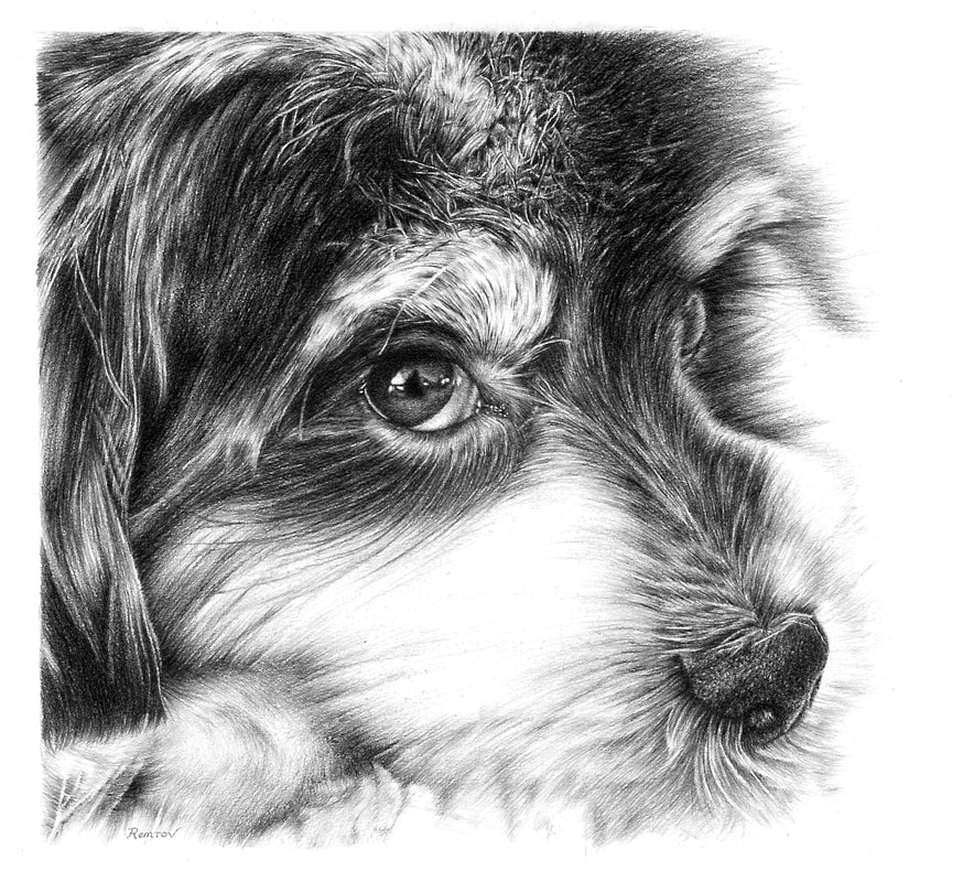 Photorealistic Pencil Drawings Of Animals REMROV S ARTWORK