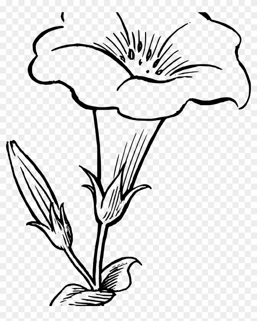 Photos Kaner Flowers Drawing Drawing Art Gallery Photos Kaner Flowers Drawing Drawing Art Gallery Free Transparent PNG Clipart Images Download