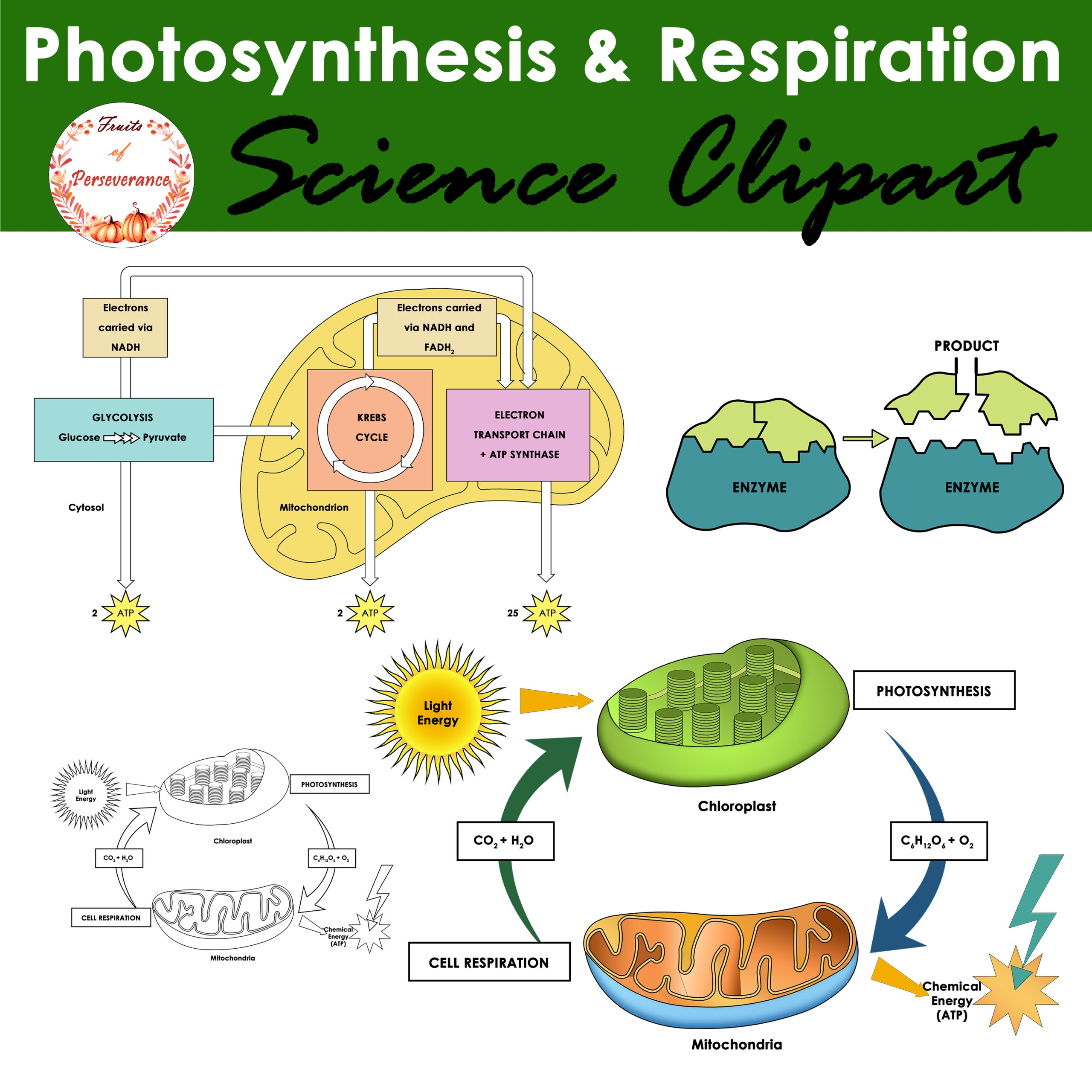 draw a diagram showing cellular respiration and photosynthesis