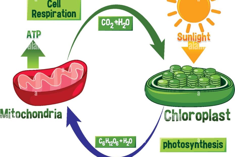 Photosynthesis And Cellular Respiration Diagram Illustration Stock Vector Image U0026 Art Alamy