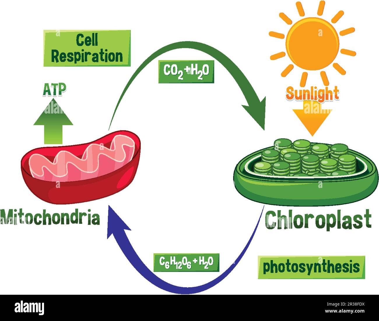 Photosynthesis And Cellular Respiration Diagram Illustration Stock Vector Image U0026 Art Alamy