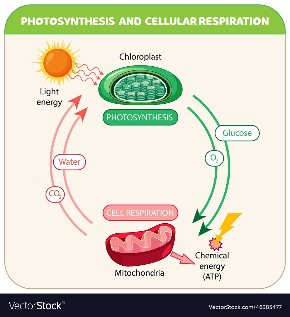 Photosynthesis And Cellular Respiration Diagram Vector Image