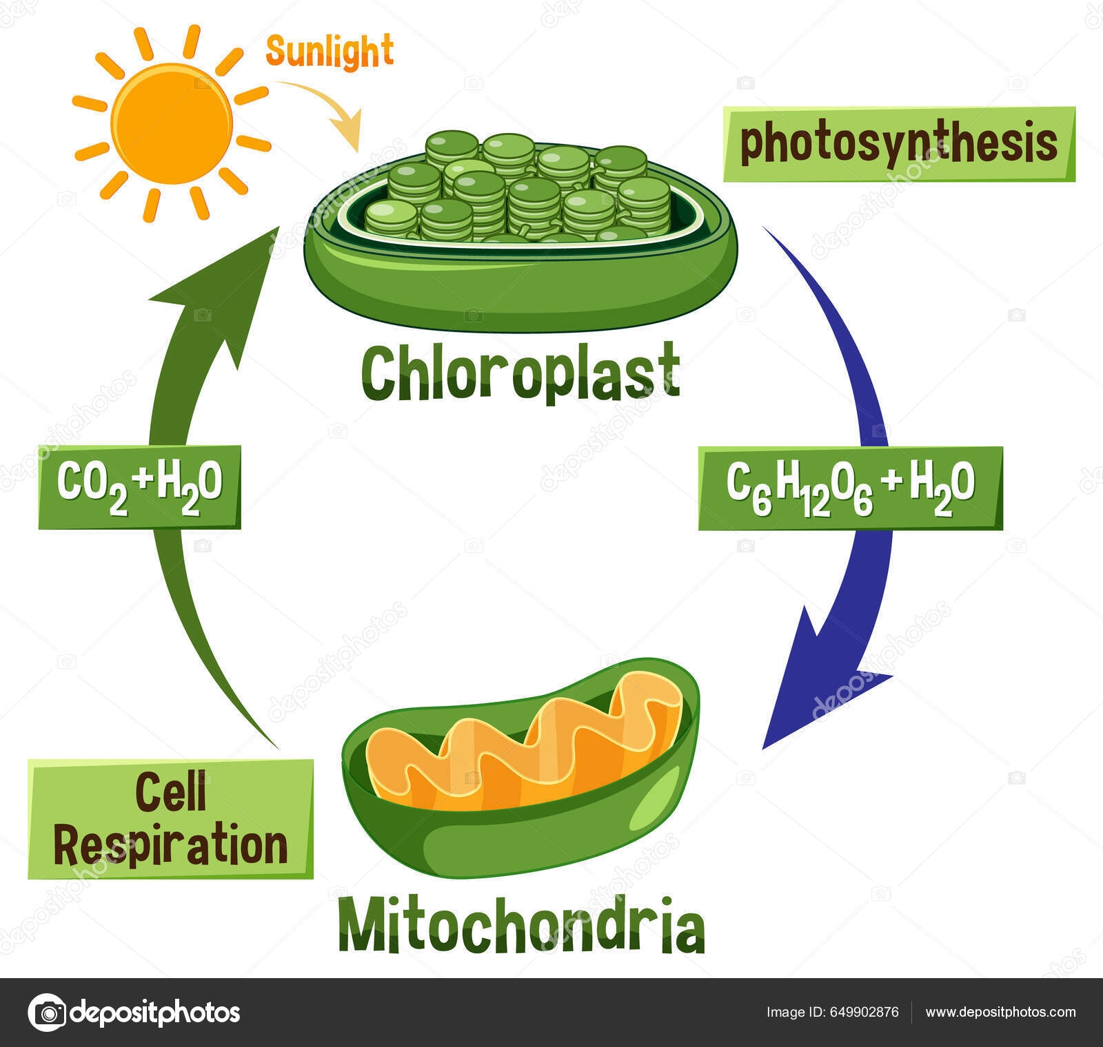 Photosynthesis Cellular Respiration Diagram Illustration Vektor Stok Oleh brgfx 649902876