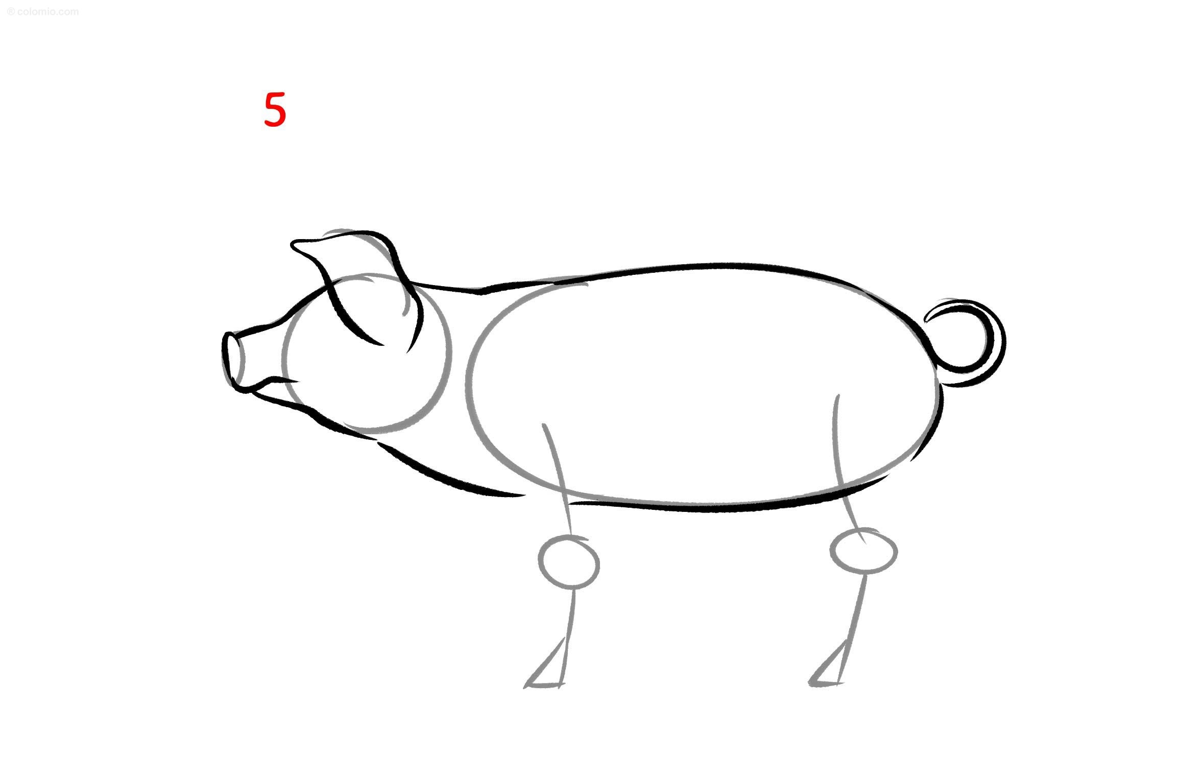 Pig Drawing Ideas How To Draw A Pig Step By Step