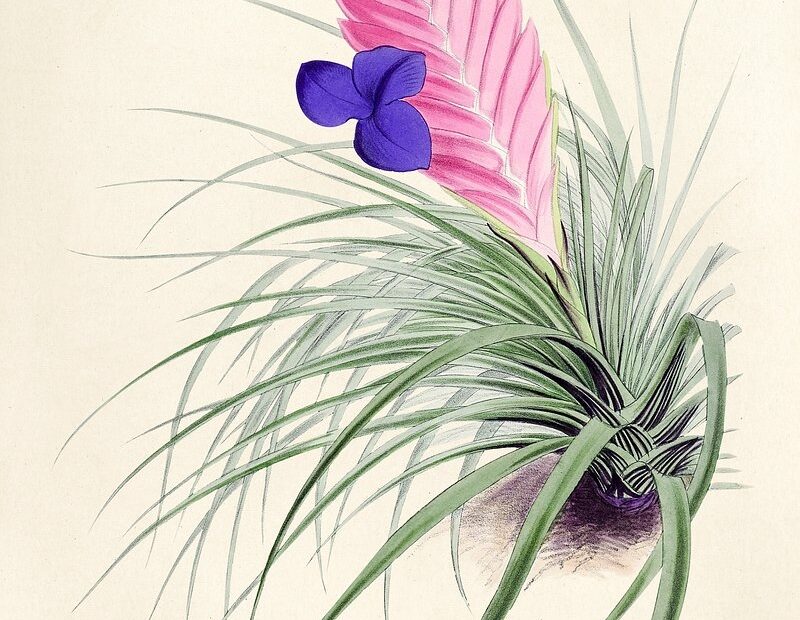 Pink Quill Images Free Photos PNG Stickers Wallpapers