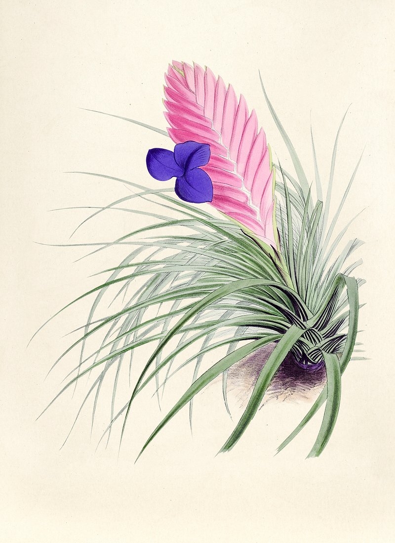 Pink Quill Images Free Photos PNG Stickers Wallpapers 