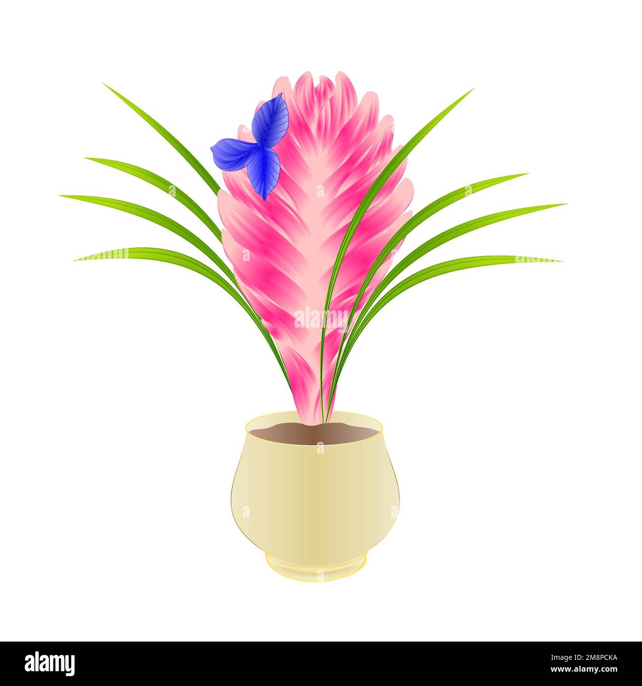 Pink Quill Plant Flower Stock Vector Images Alamy